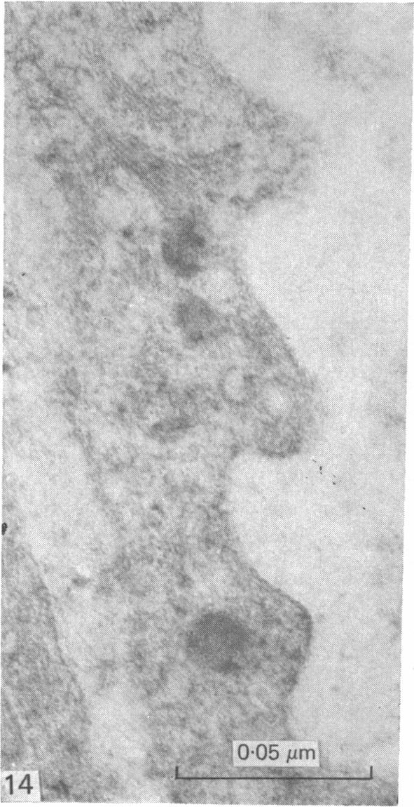 Fig. 14