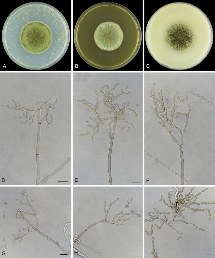 Fig. 7