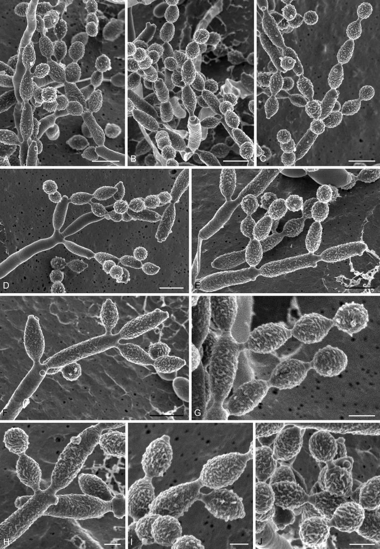 Fig. 38