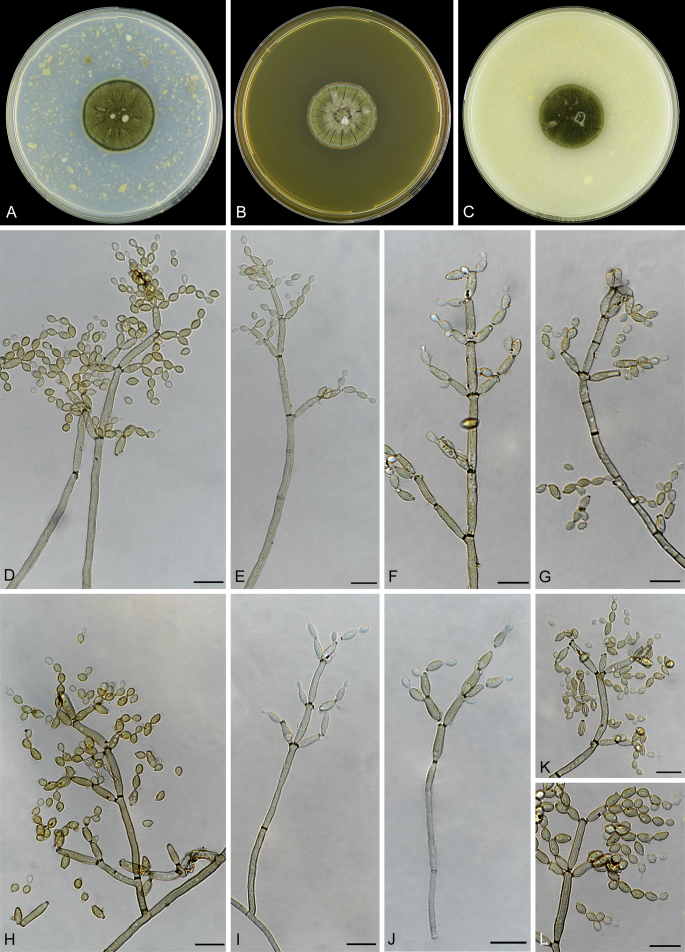 Fig. 12