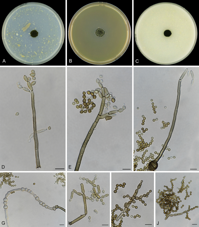 Fig. 20