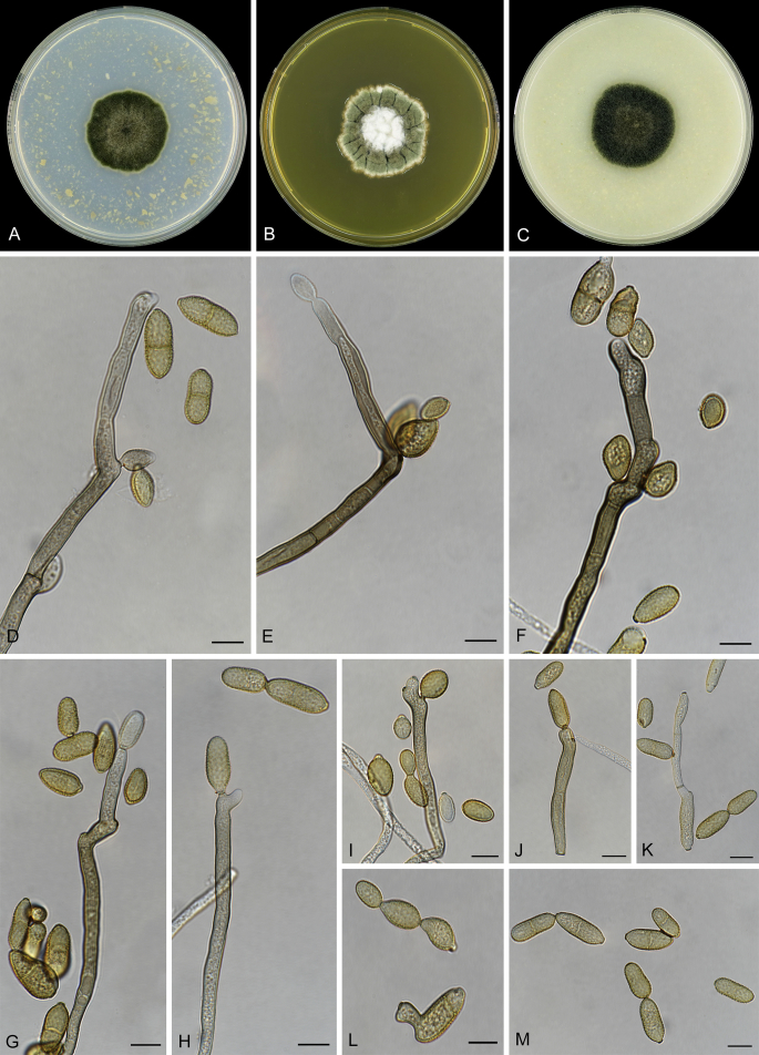 Fig. 15