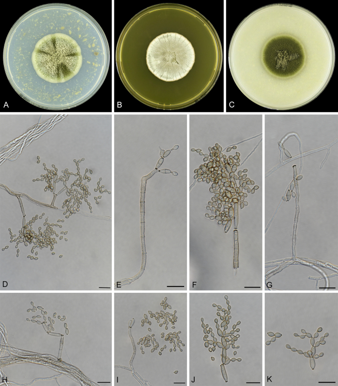 Fig. 14