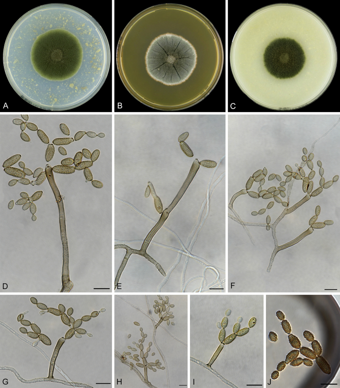 Fig. 39