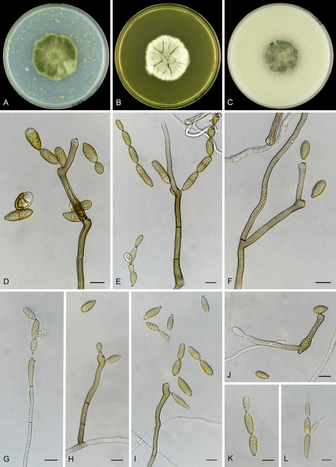 Fig. 4