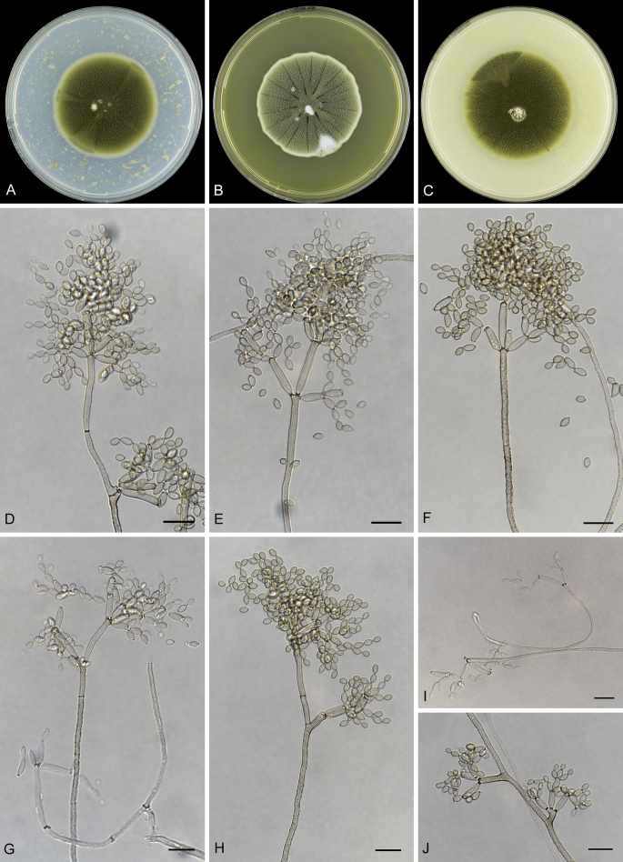 Fig. 28