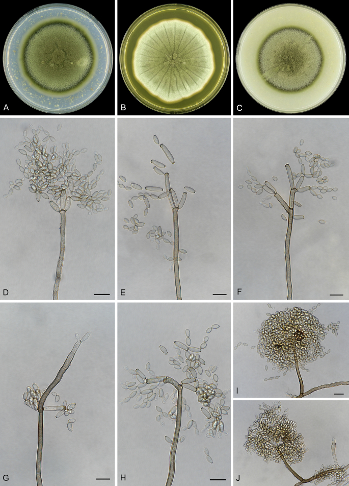 Fig. 29