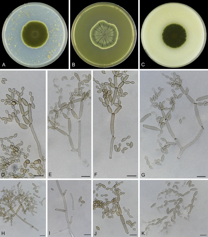 Fig. 32