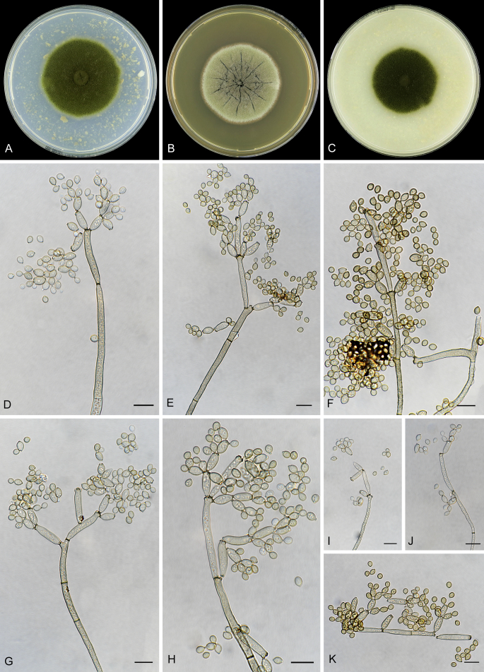 Fig. 17