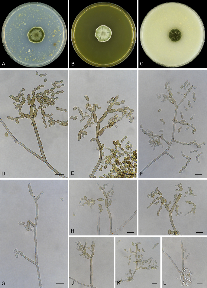 Fig. 27