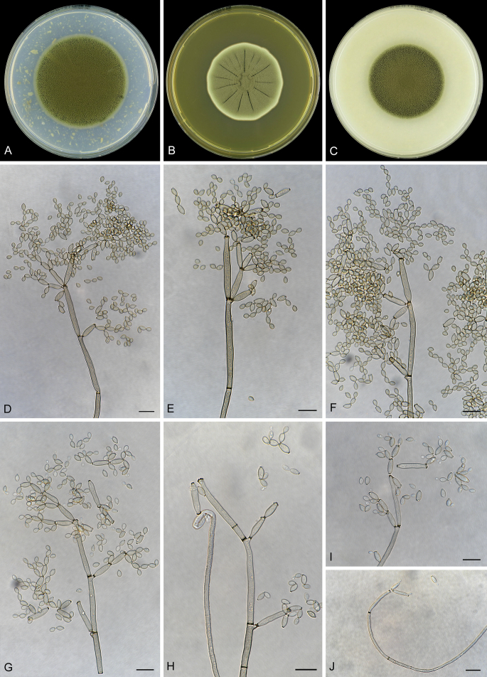Fig. 45