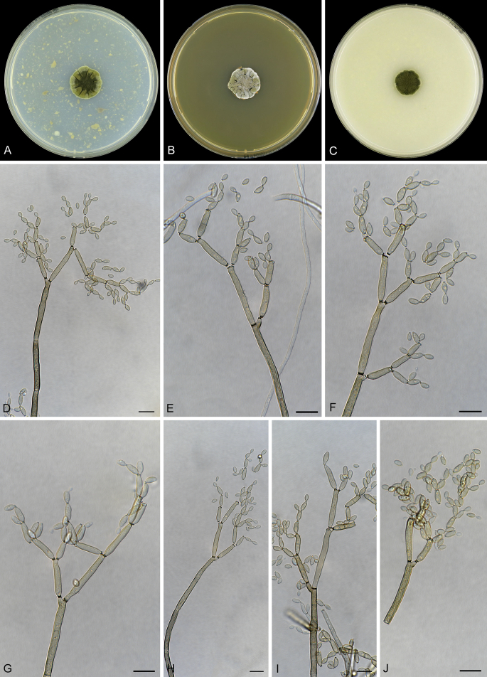 Fig. 8