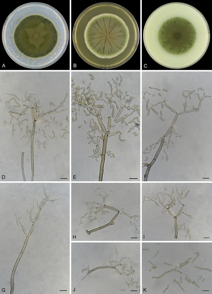 Fig. 43