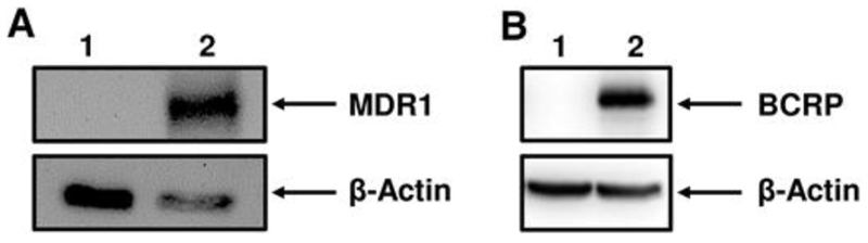 FIG. 5