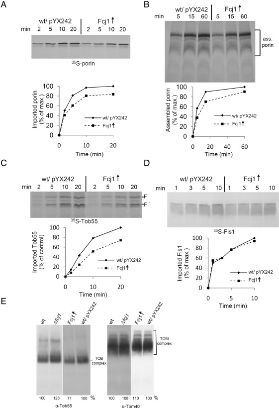 FIGURE 5: