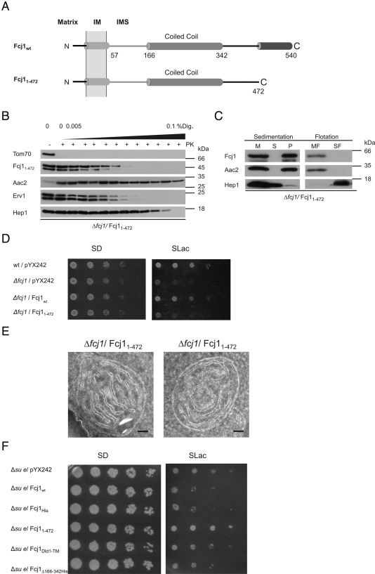 FIGURE 3: