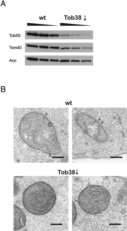 FIGURE 6: