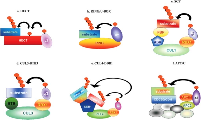 Fig. (1)