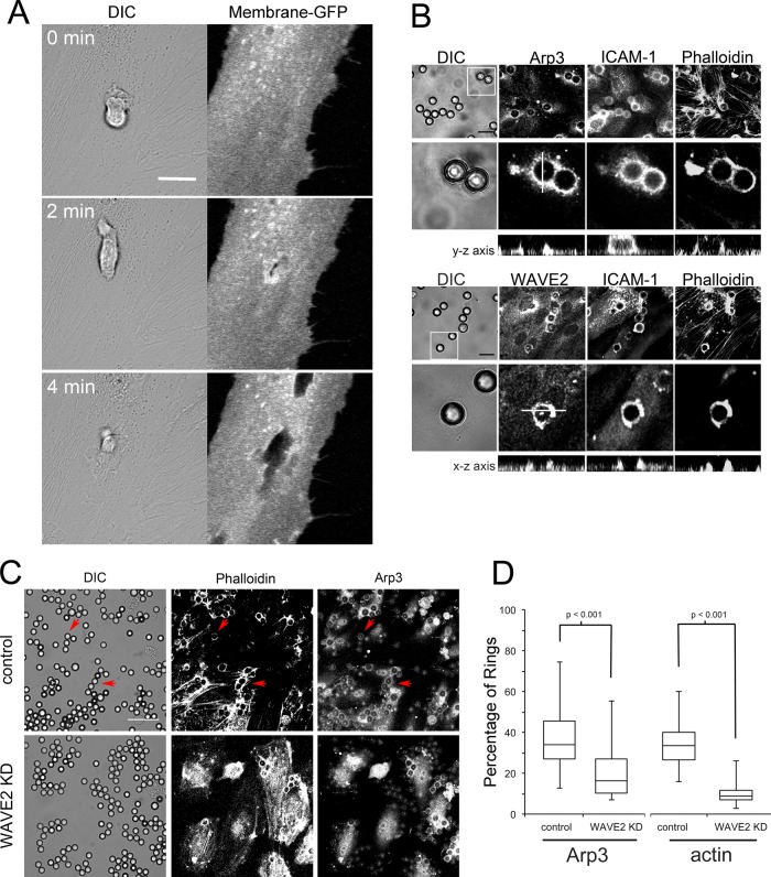 FIGURE 1: