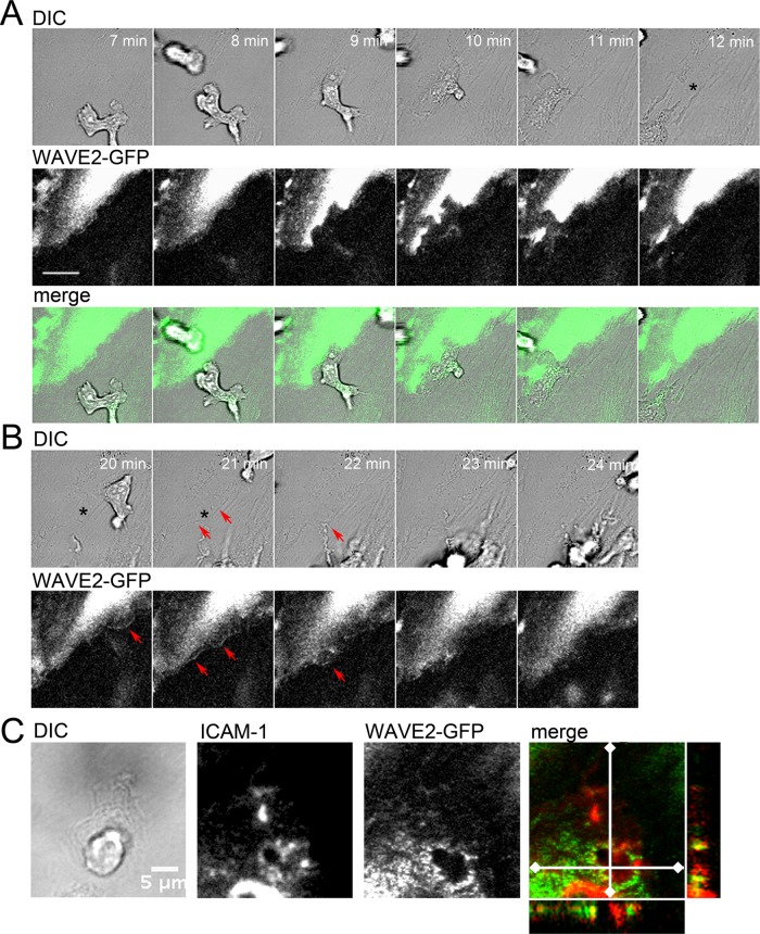 FIGURE 2: