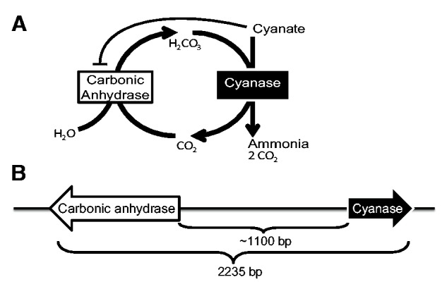 Fig. 1.—