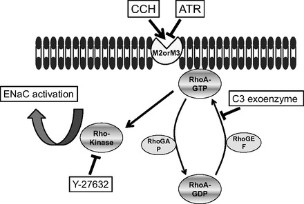 Fig. 12.