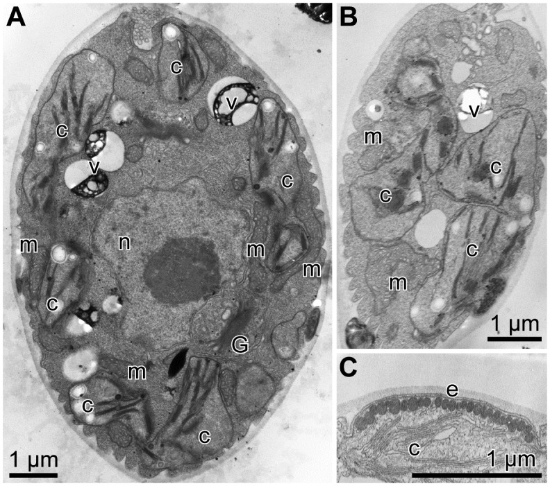 Fig 7