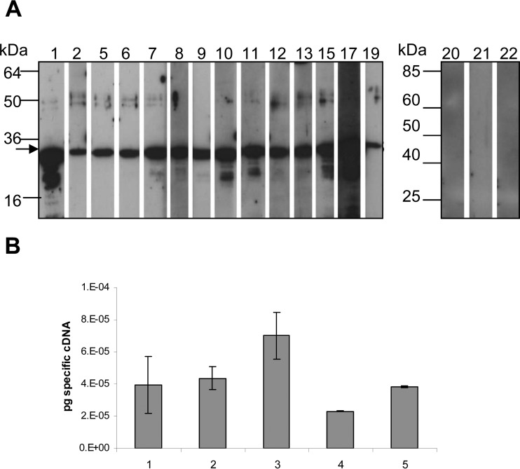 FIG 3 