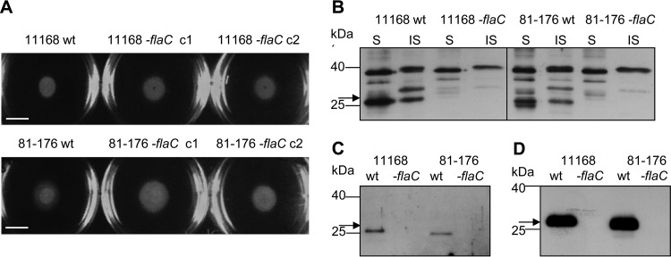 FIG 2 