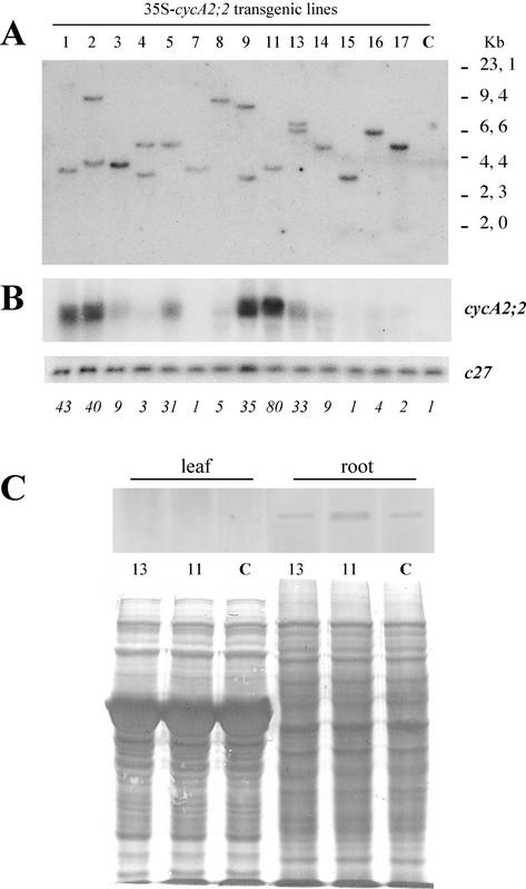 Figure 5