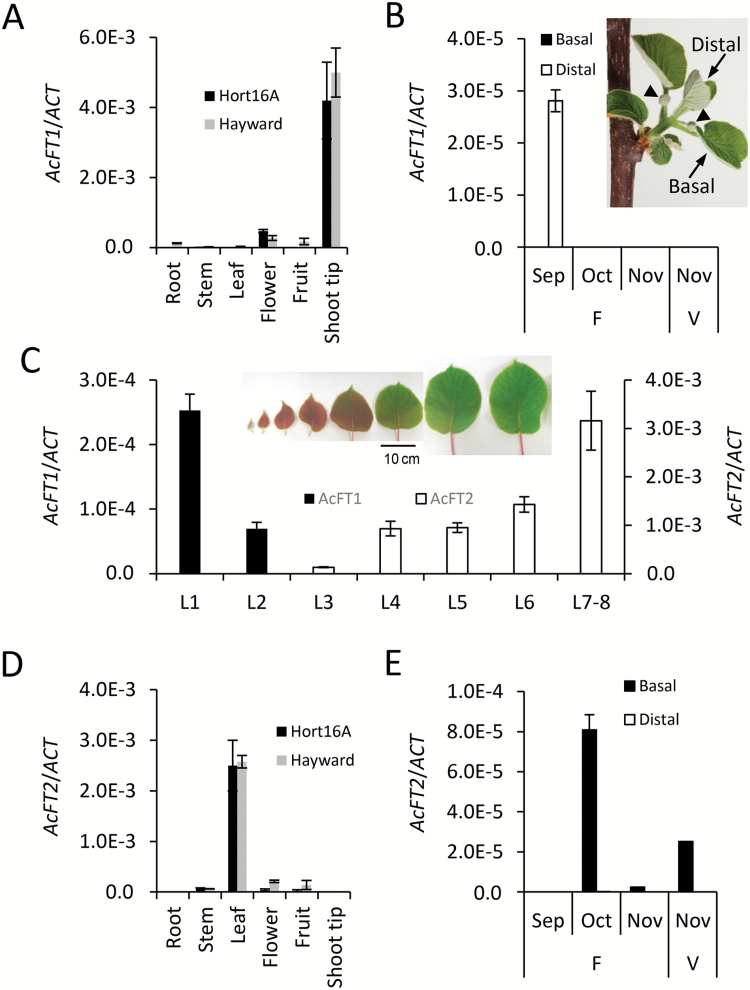 Fig. 5.