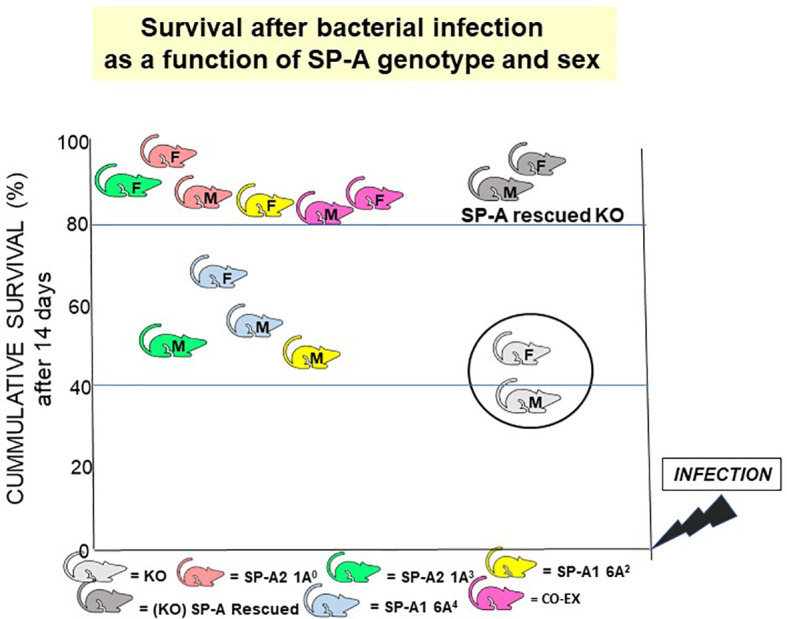 Figure 12