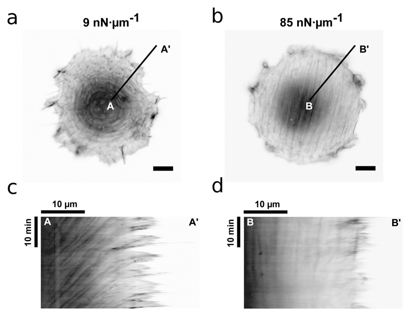 Fig. 2