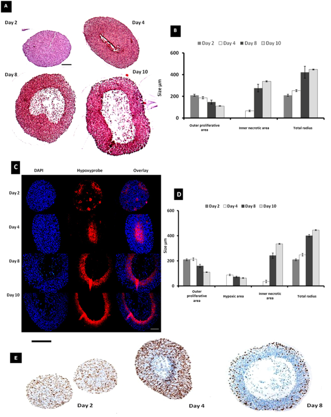 Oxygen Mapping of Melanoma Spheroids using Small Molecule Platinum ...