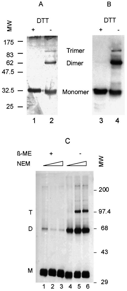 FIG. 1.