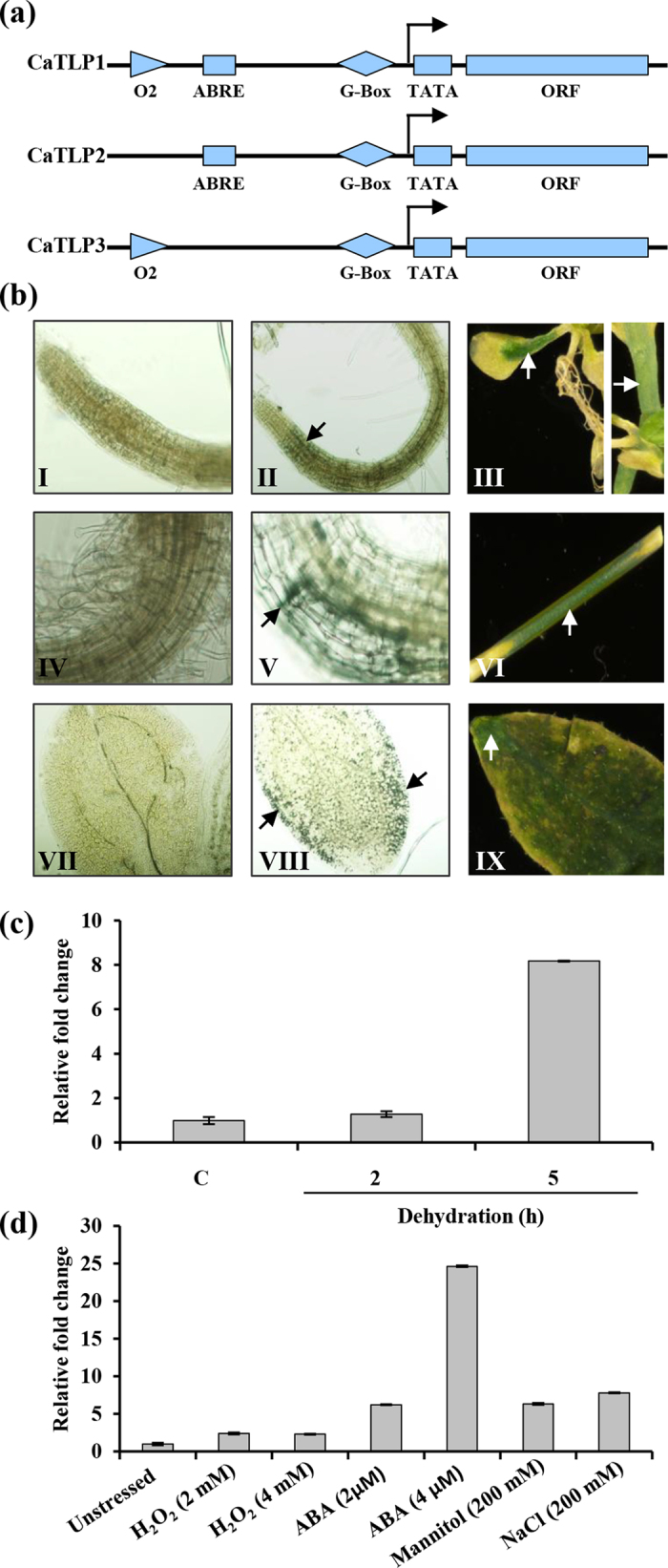 Figure 5