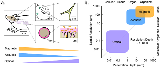 Figure 1 -