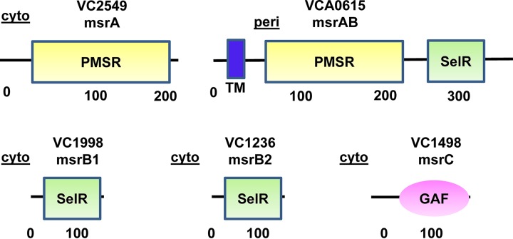 FIG 6