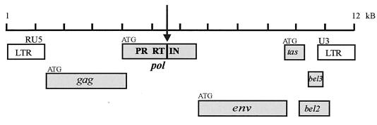 FIG. 1.