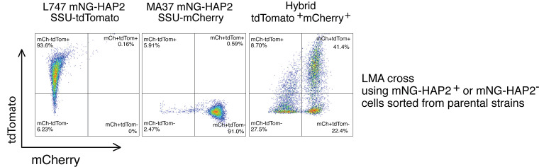 Figure 6—figure supplement 1.