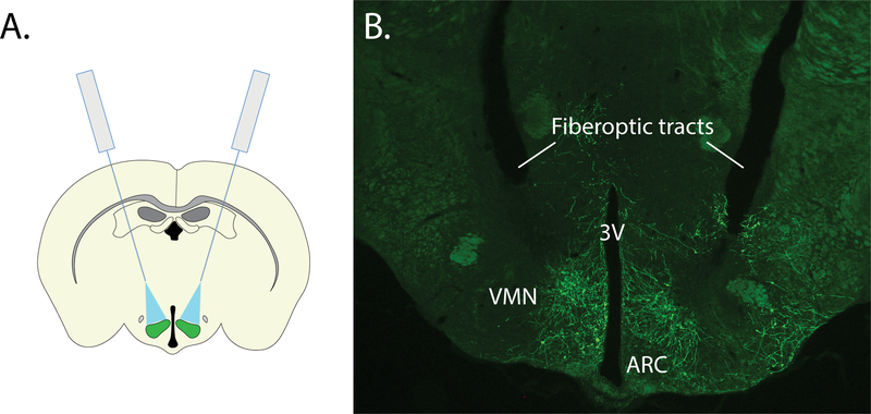 Figure 6: