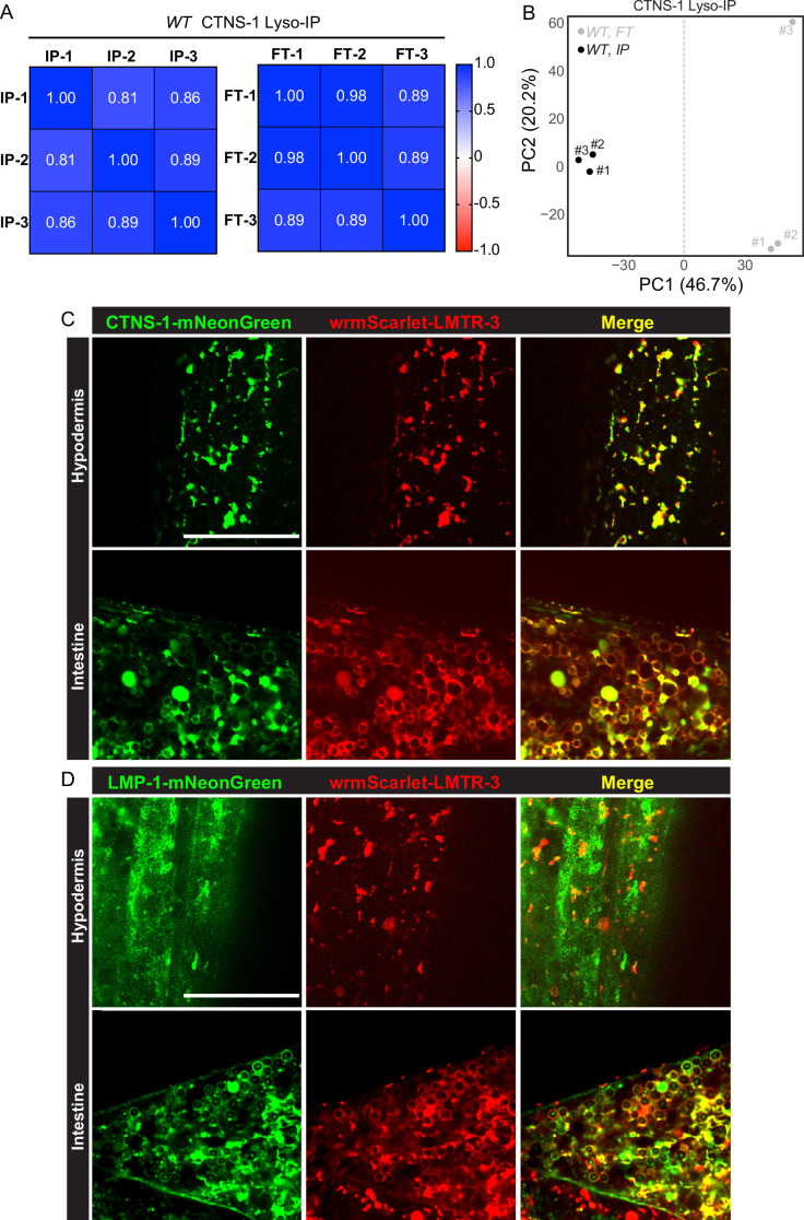 Figure 7—figure supplement 2.
