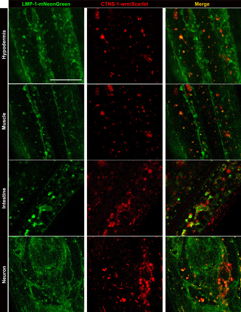 Figure 7—figure supplement 1.