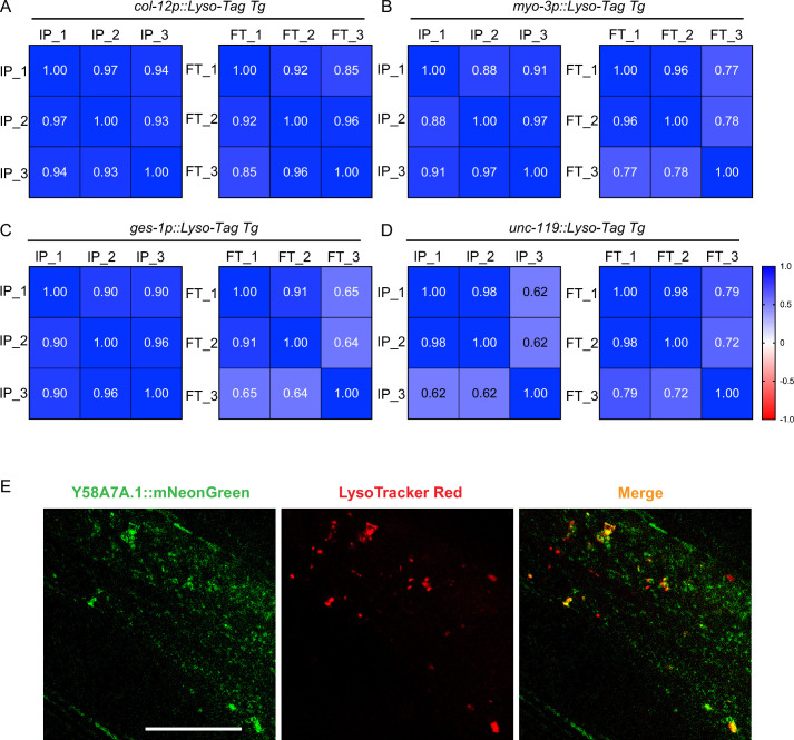 Figure 3—figure supplement 1.