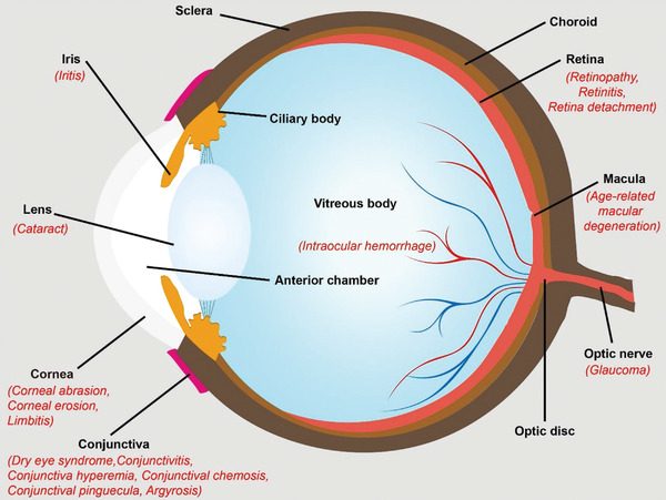 Figure 20