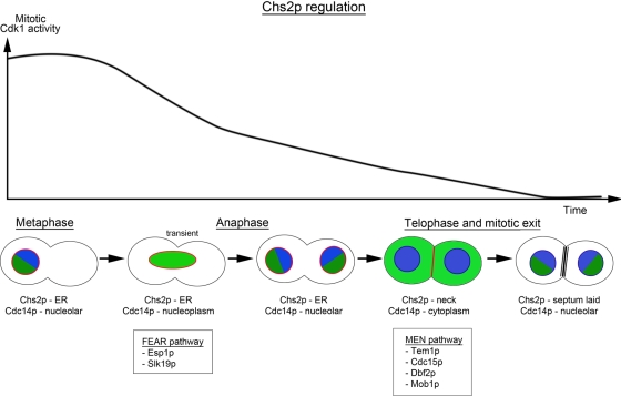 FIGURE 6: