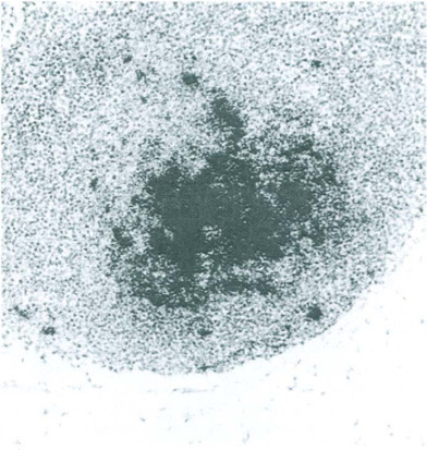 Fig. 12-13