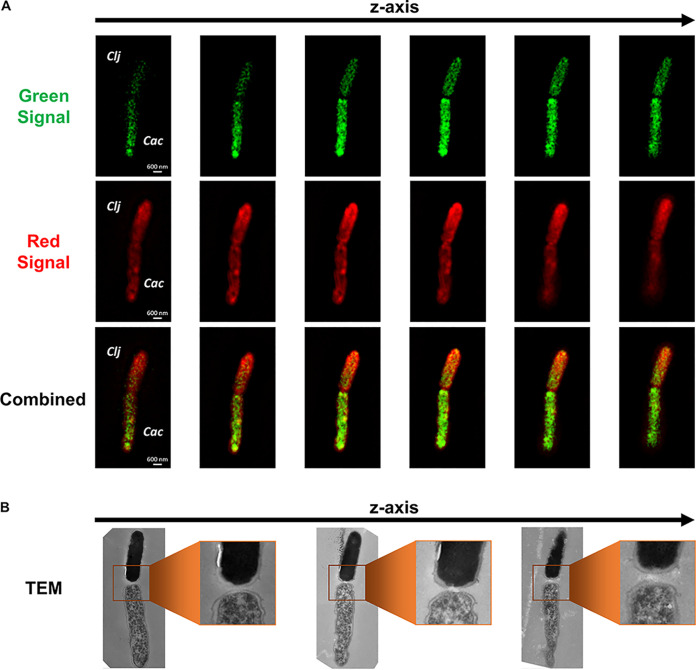 FIG 3