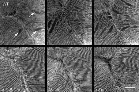 Fig. 8.