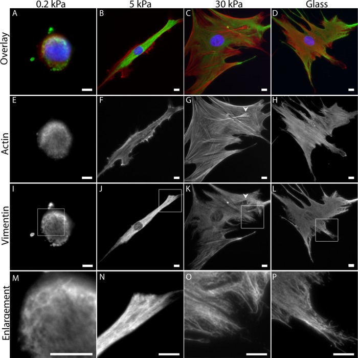 FIGURE 1: